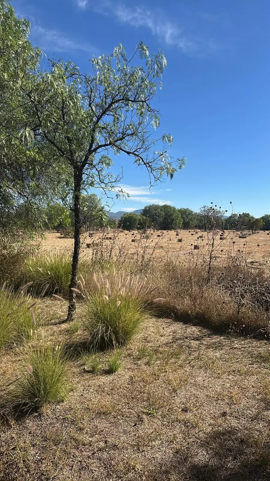 Las Fincas Terreno — photo 3 of 4