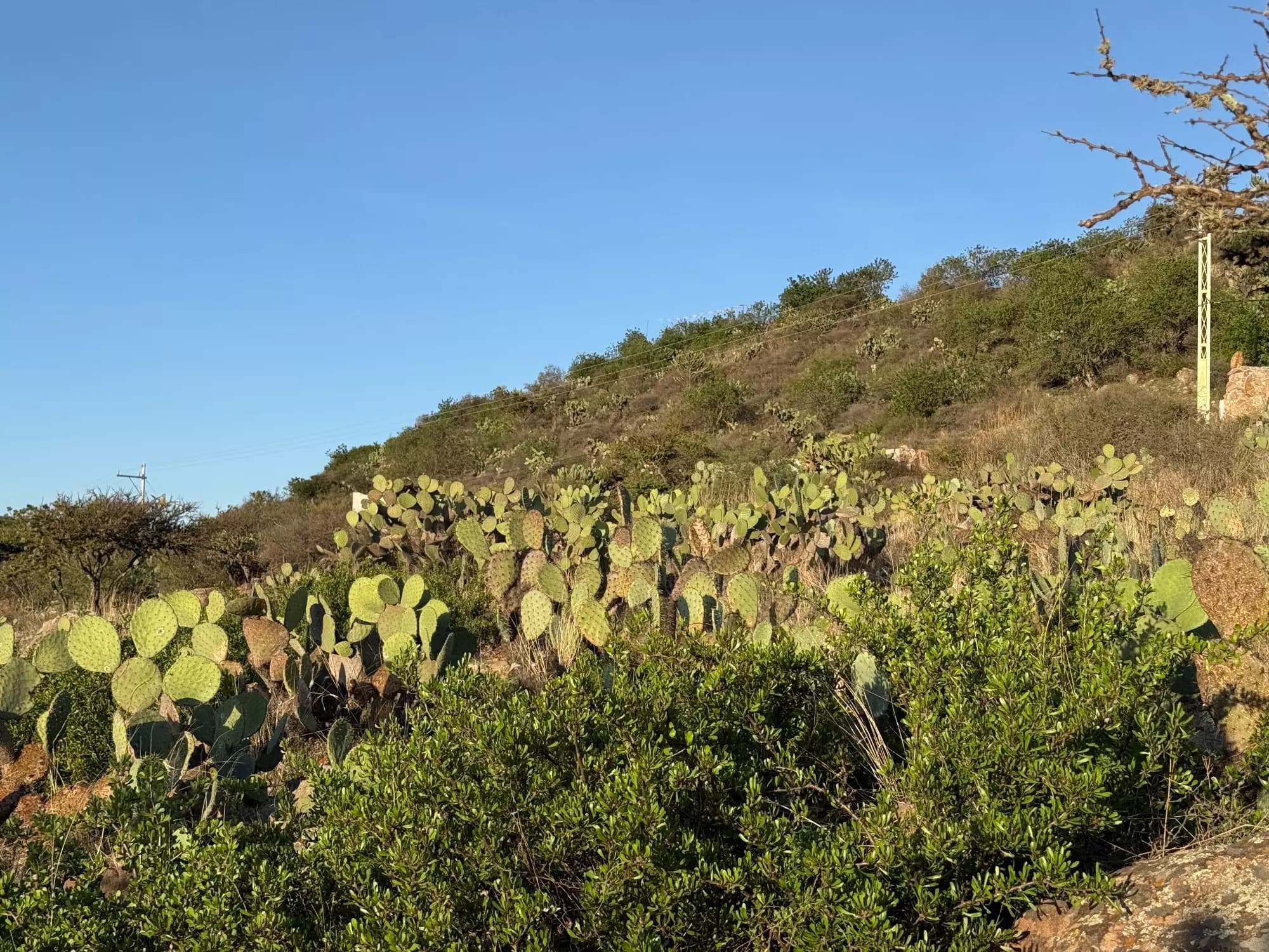 Lote Alcocer — photo 5 of 10