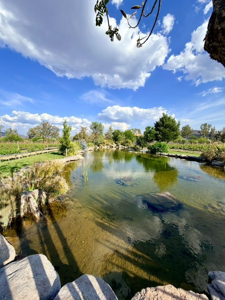 Estate Lot in Los Remedios Vineyard — photo 4 of 10