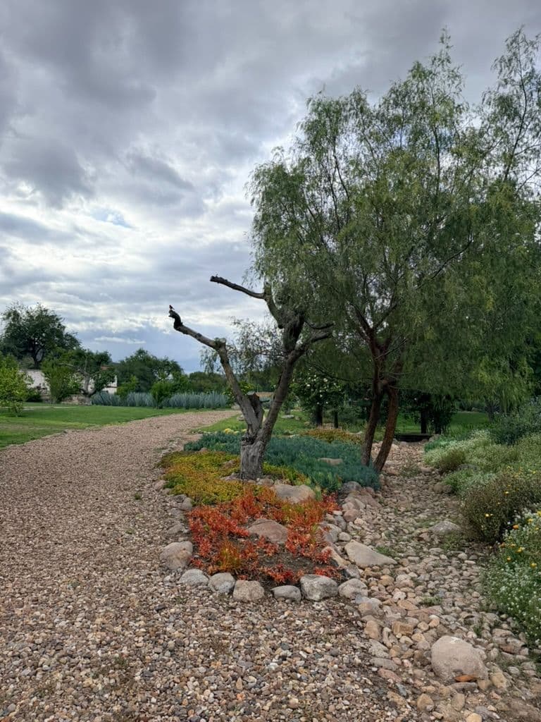 Estate Lot in Los Remedios Vineyard — photo 9 of 10