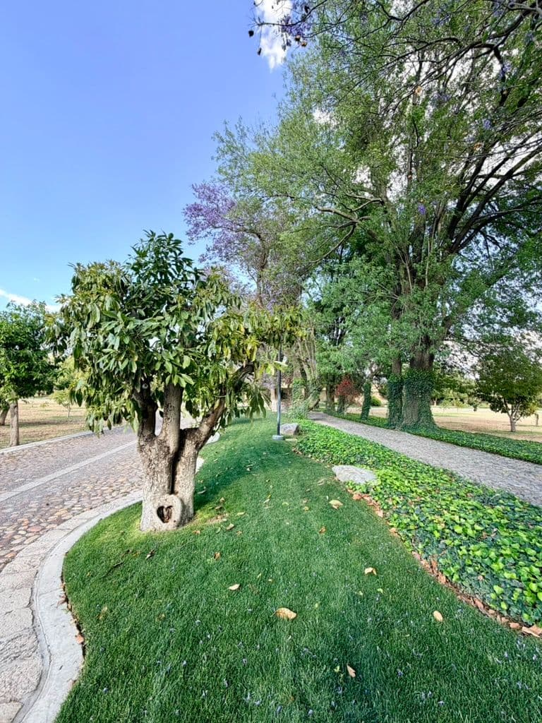 Estate Lot in Los Remedios Vineyard — photo 3 of 10