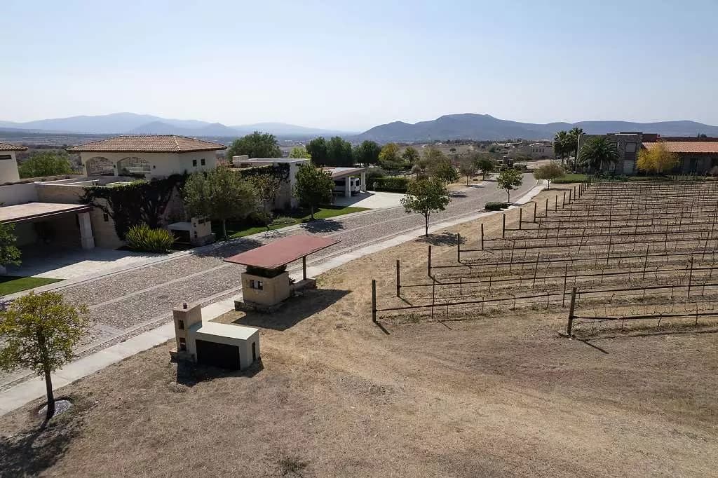 Lote Merlot — photo 8 of 9