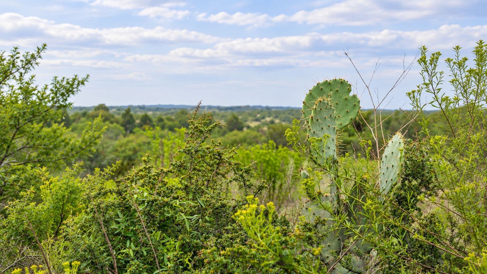 Lote Los Ranchos — photo 8 of 10