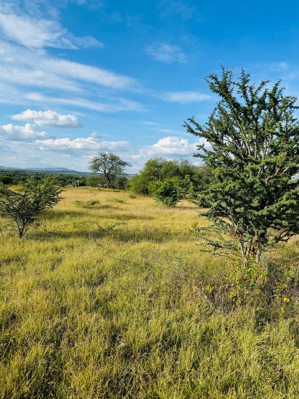 Rancho Banda Oaxaca — photo 7 of 9
