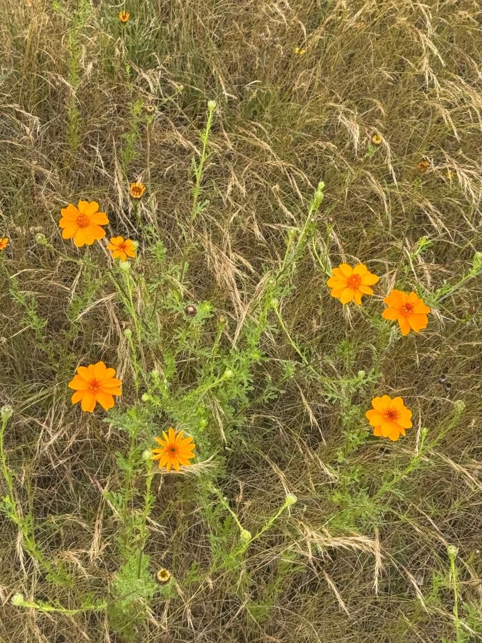 Rancho Banda Oaxaca — photo 4 of 9
