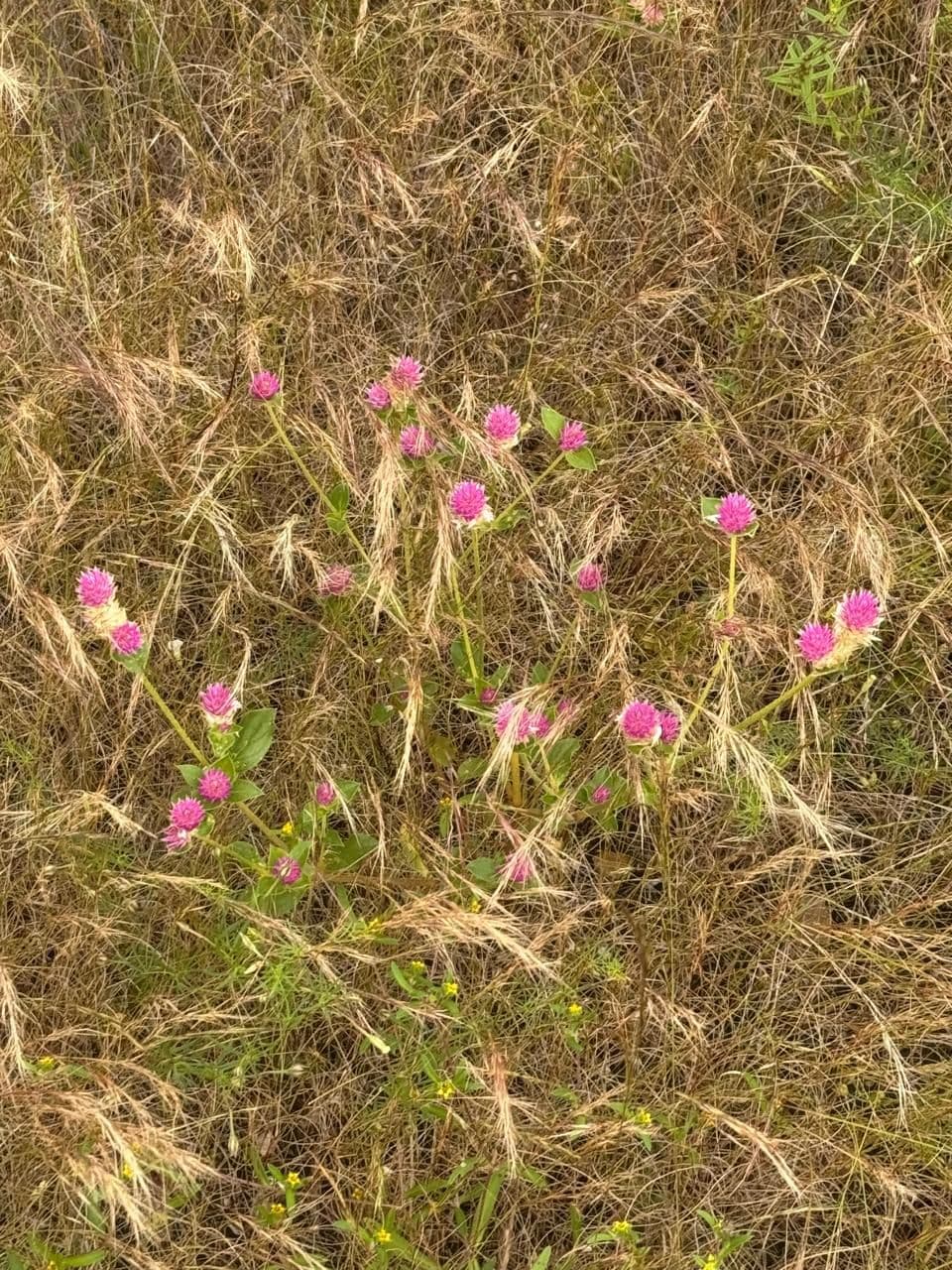 Rancho Banda Oaxaca — photo 3 of 9