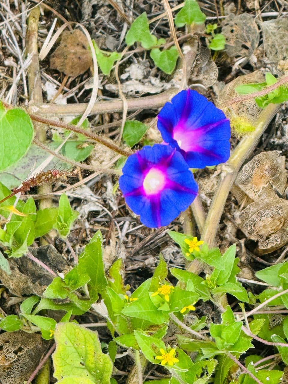 Rancho Banda Oaxaca — photo 5 of 9