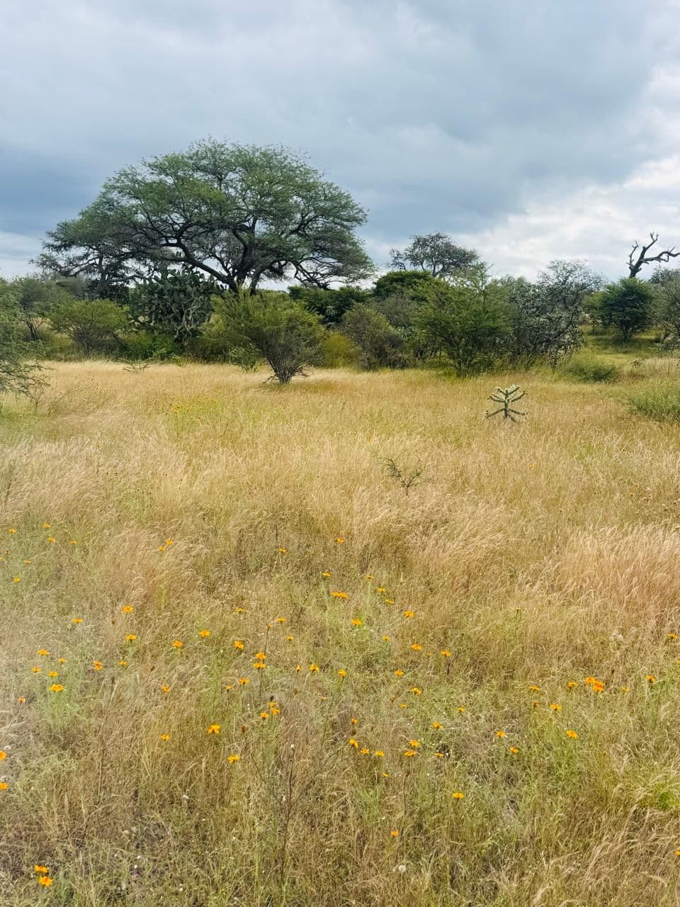 Rancho Banda Oaxaca — photo 2 of 9