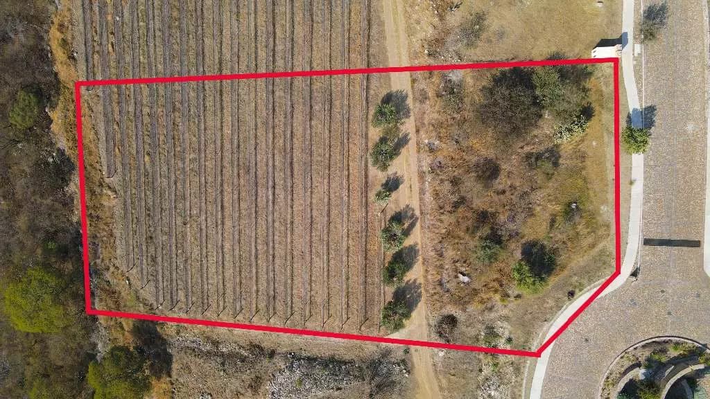 Lot Cabernet — photo 4 of 10
