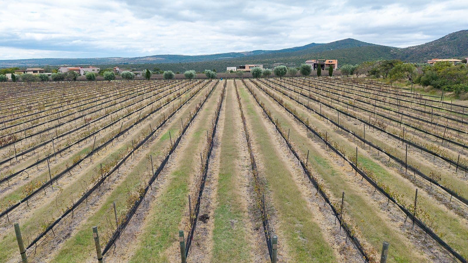 LOTE VIÑEDO SAN MIGUEL — photo 8 of 10