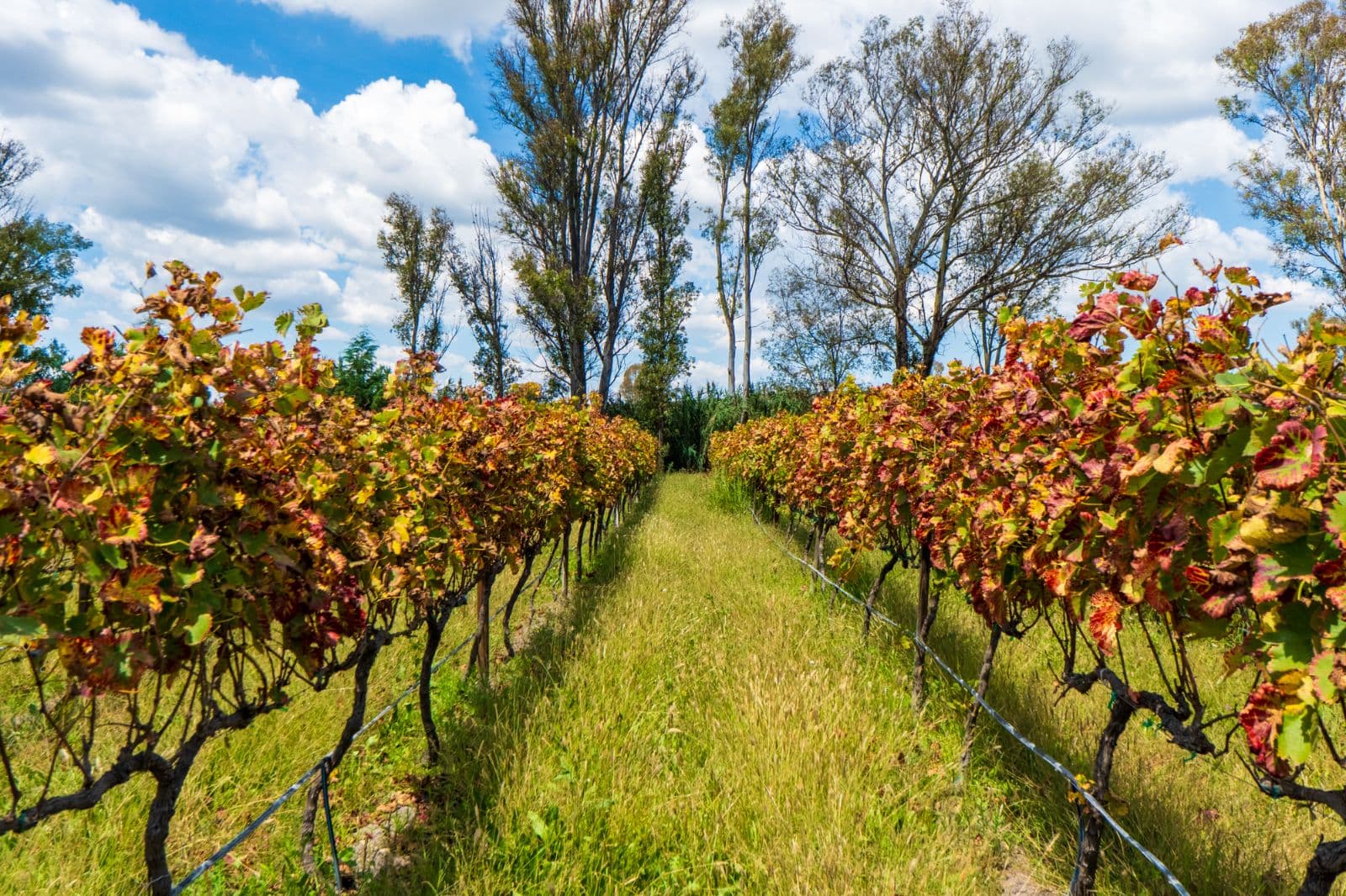 San Francisco Vineyards Lot 1 — photo 3 of 10