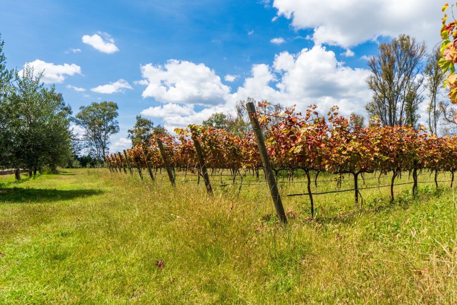 San Francisco Vineyards Lot 1 — photo 10 of 10