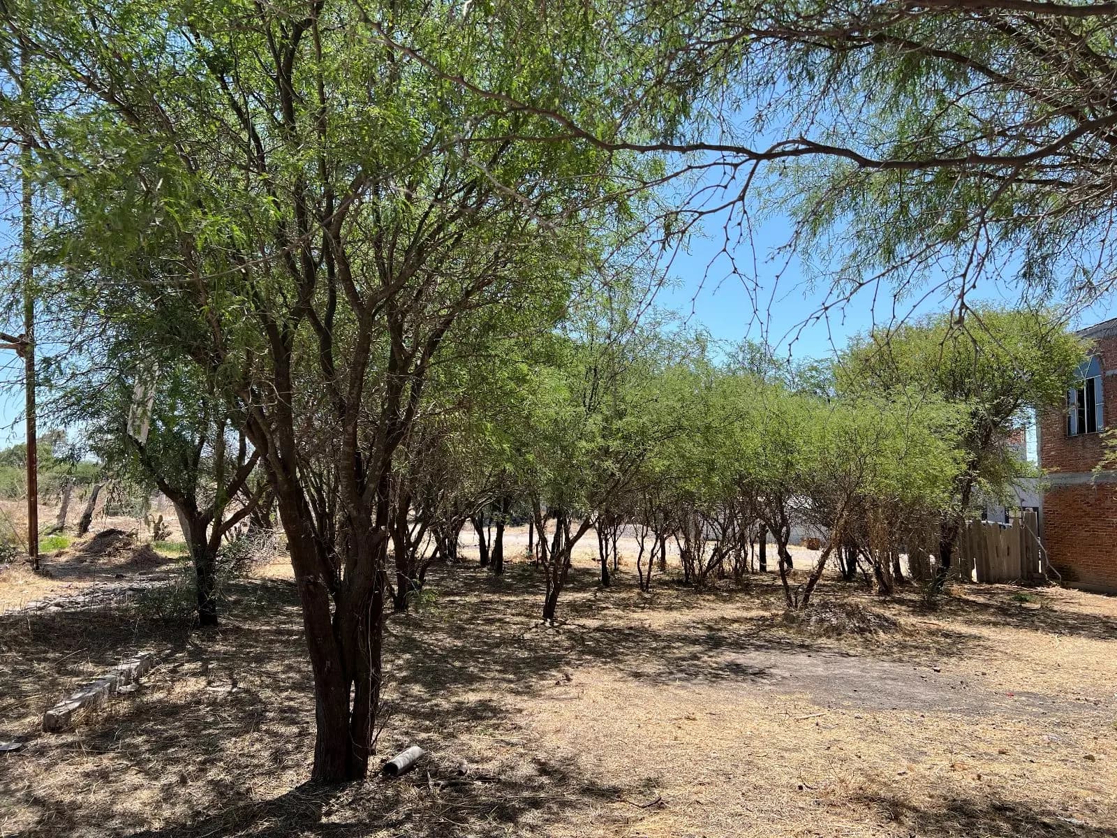 Lote Liz — photo 4 of 8
