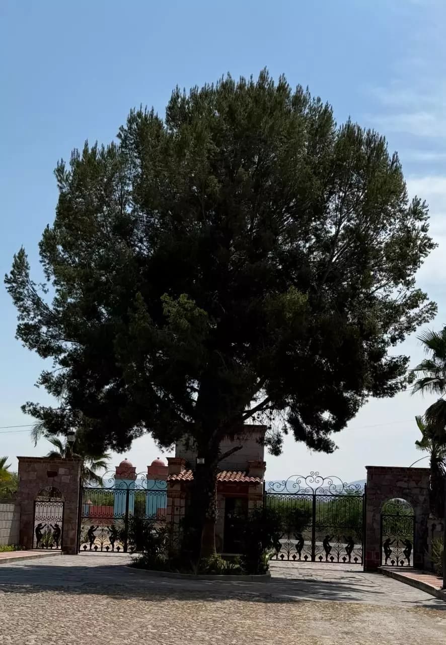 Terreno Atotonilco el Viejo — photo 8 of 9