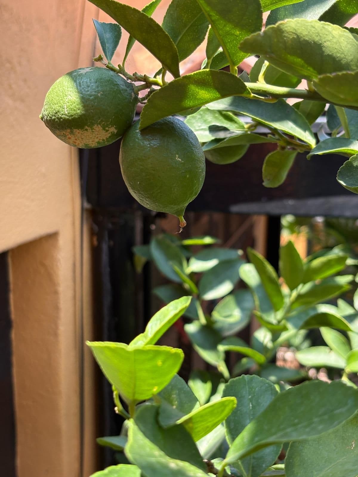 Casa Paula — photo 5 of 10