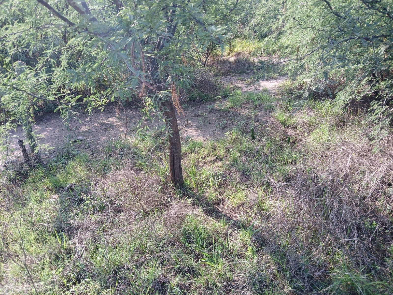 Lote Sol — photo 4 of 8