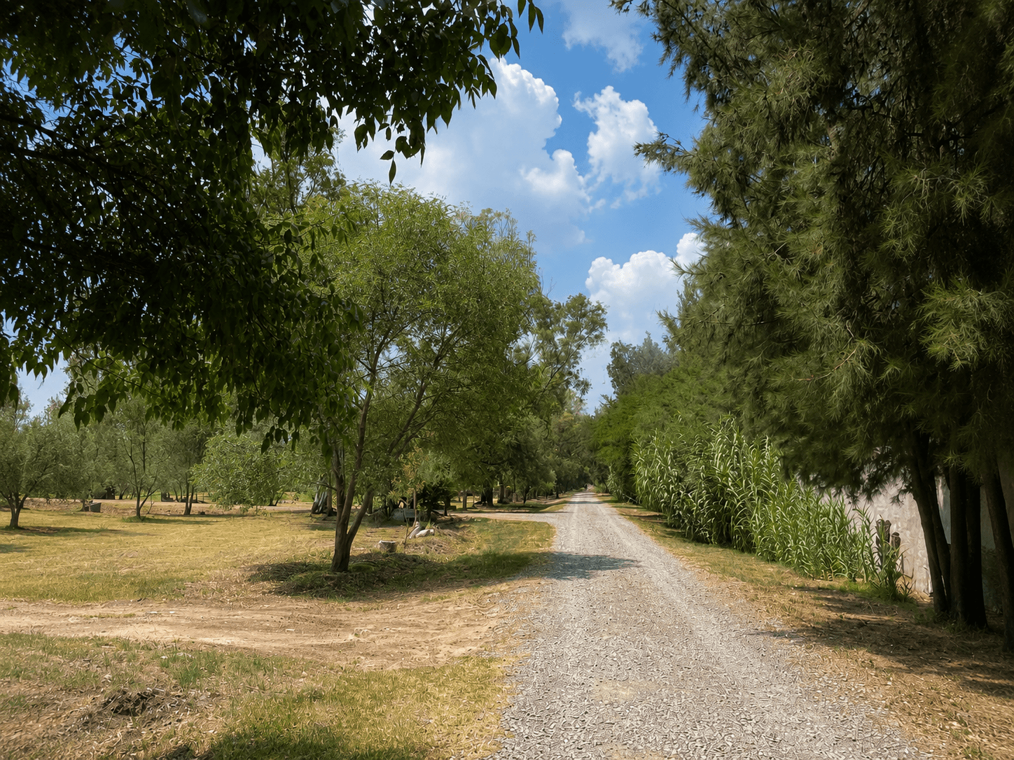 Lote Viñedo San Lucas — photo 6 of 7