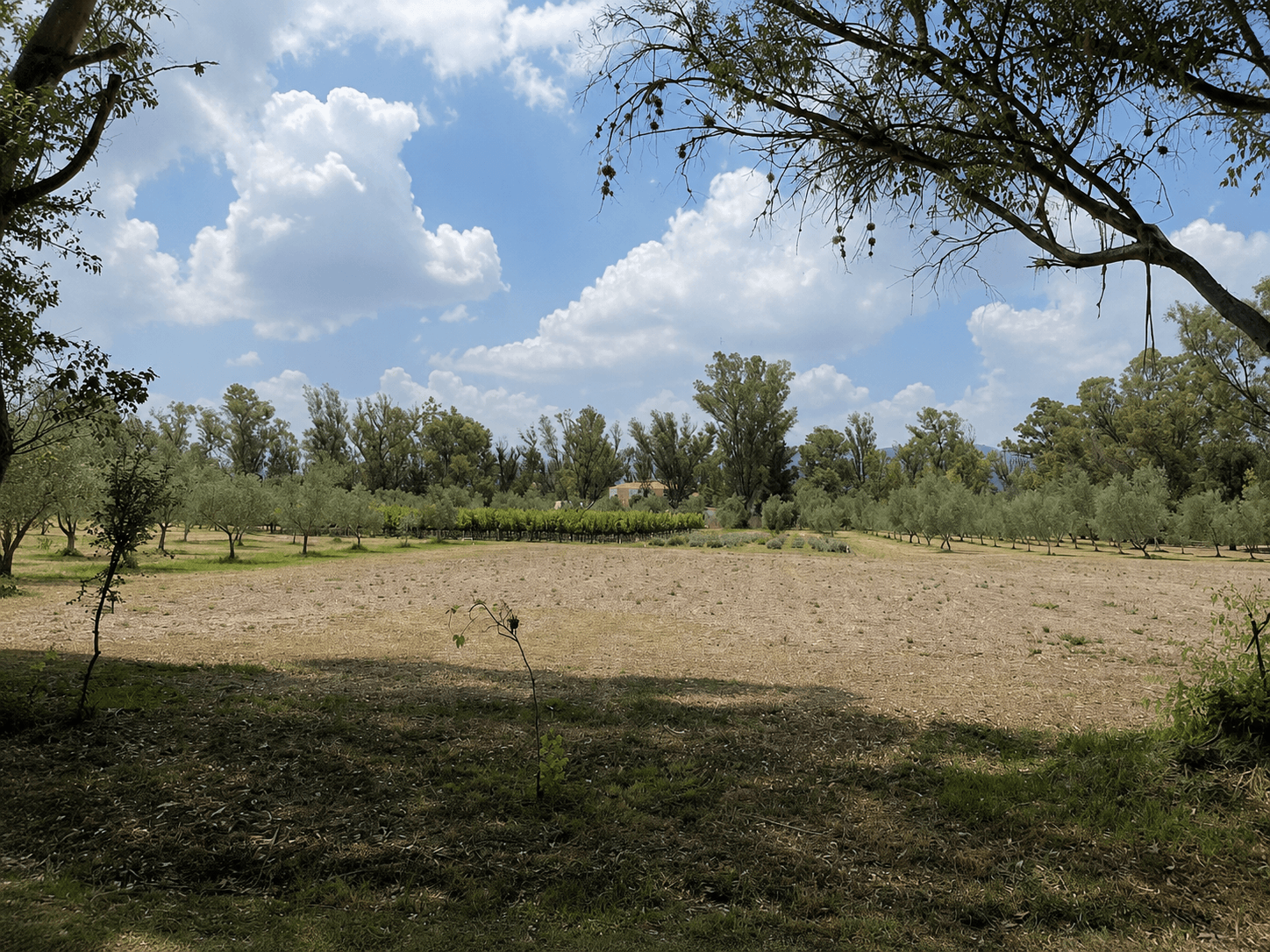 Lote Viñedo San Lucas — photo 4 of 7