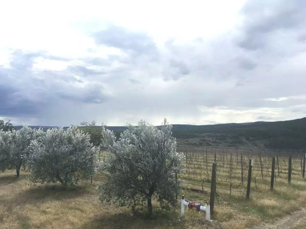 Lote Viñedo San Miguel — photo 6 of 10