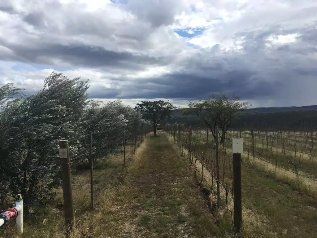 Lote Viñedo San Miguel — photo 7 of 10
