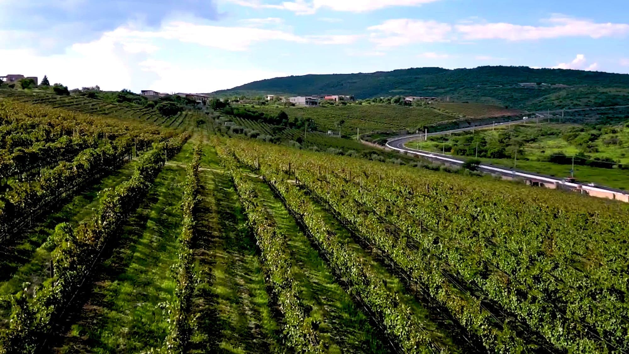 LOTE MERLOT — photo 1 of 10