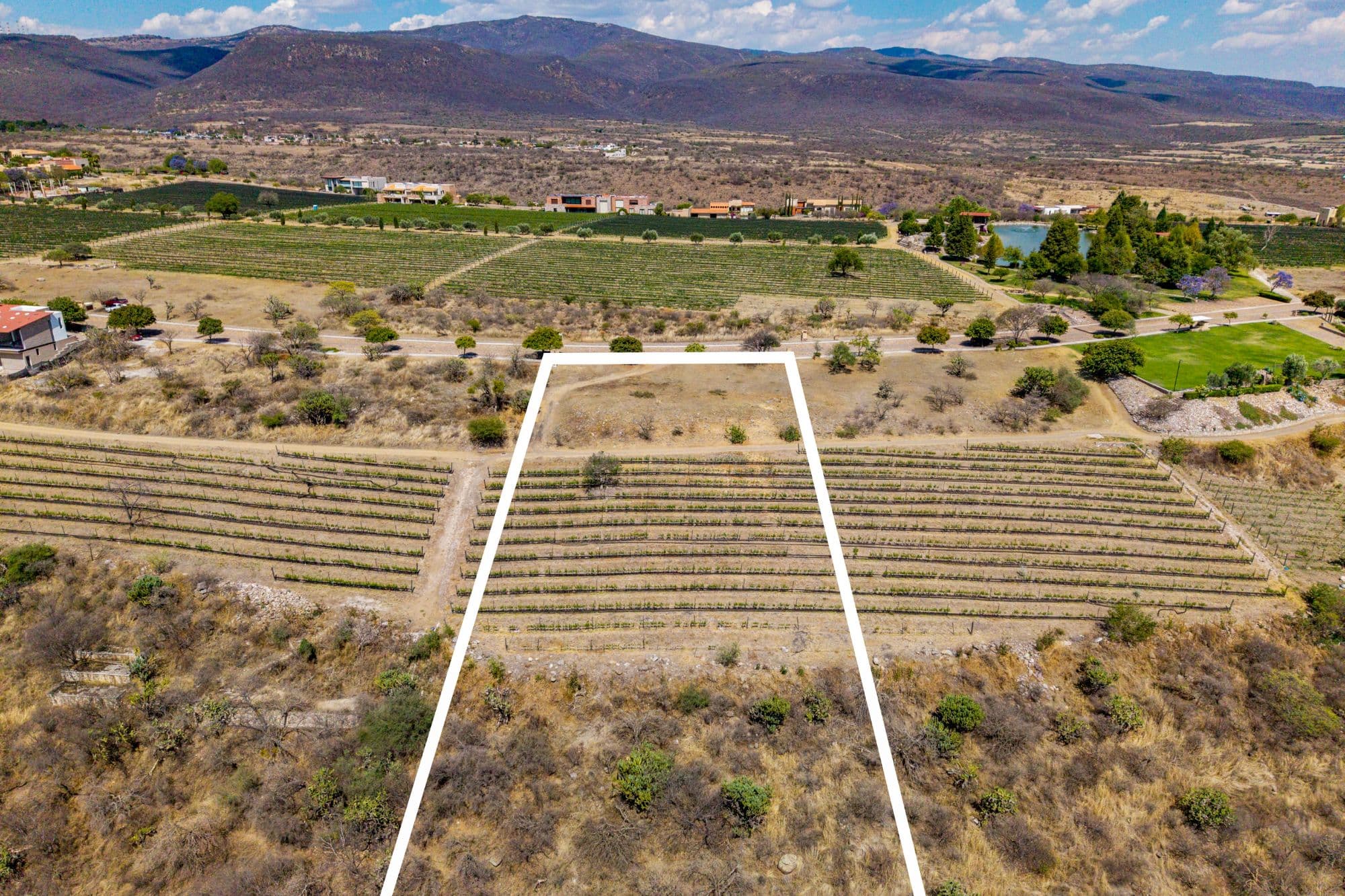 LOTE MERLOT — photo 9 of 10