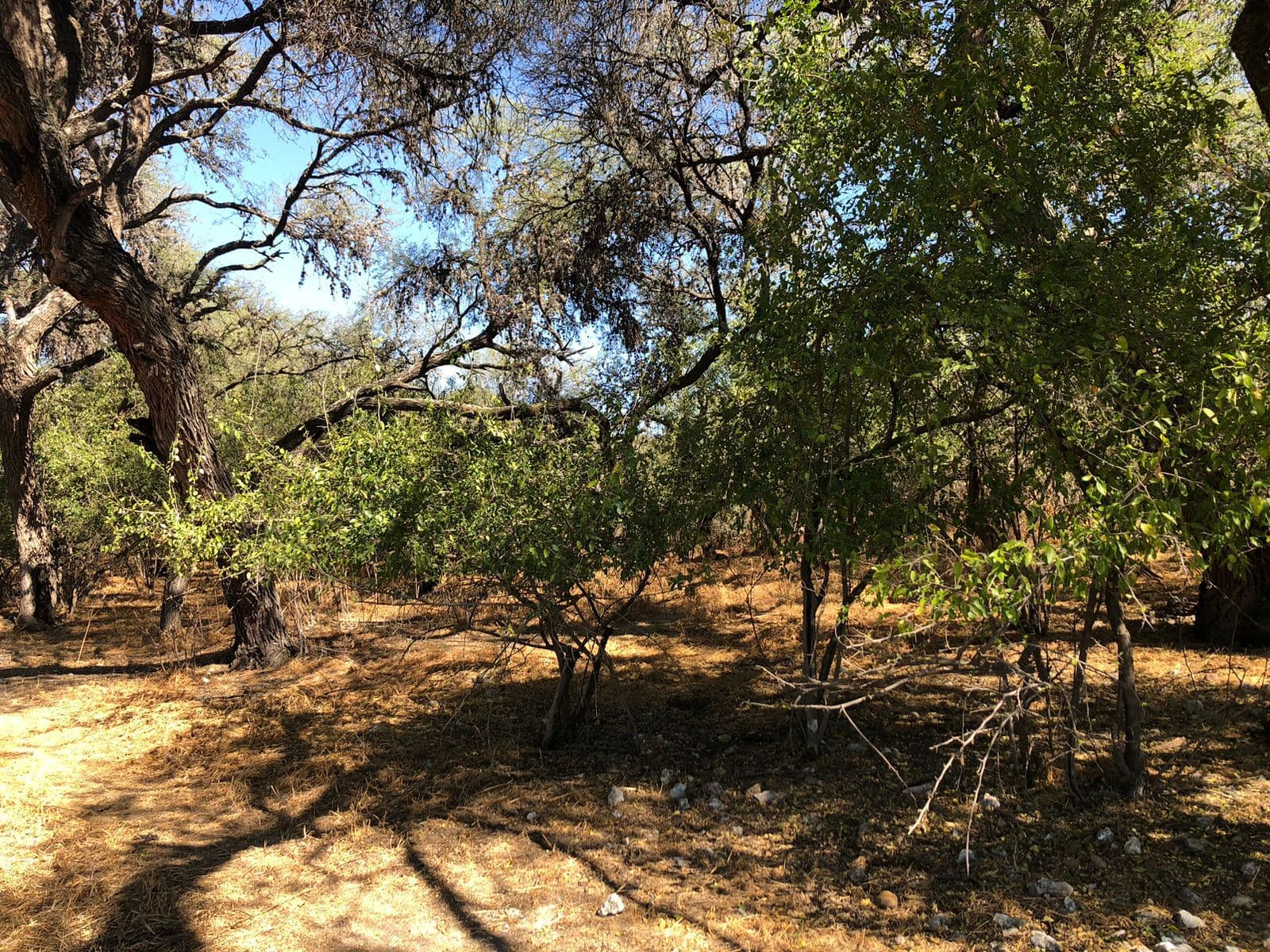 Lote Levy — photo 3 of 10