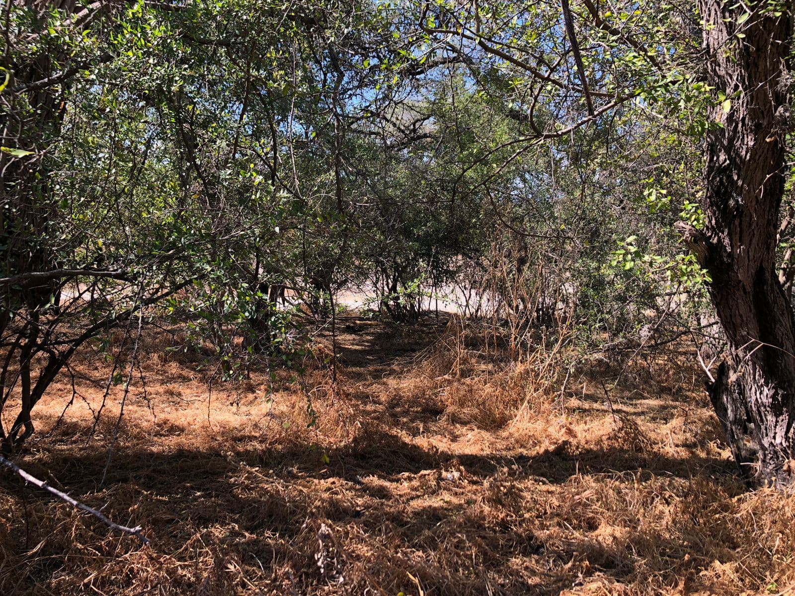Lote Levy — photo 10 of 10