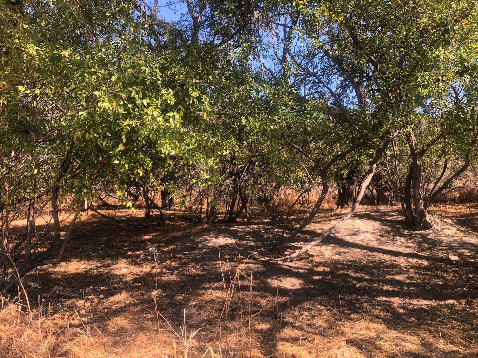 Lote Levy — photo 5 of 10