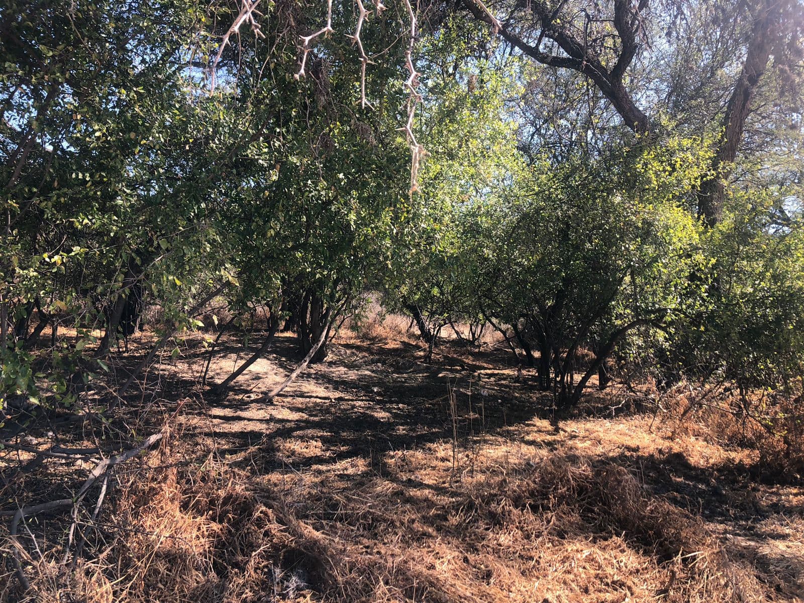 Lote Levy — photo 9 of 10