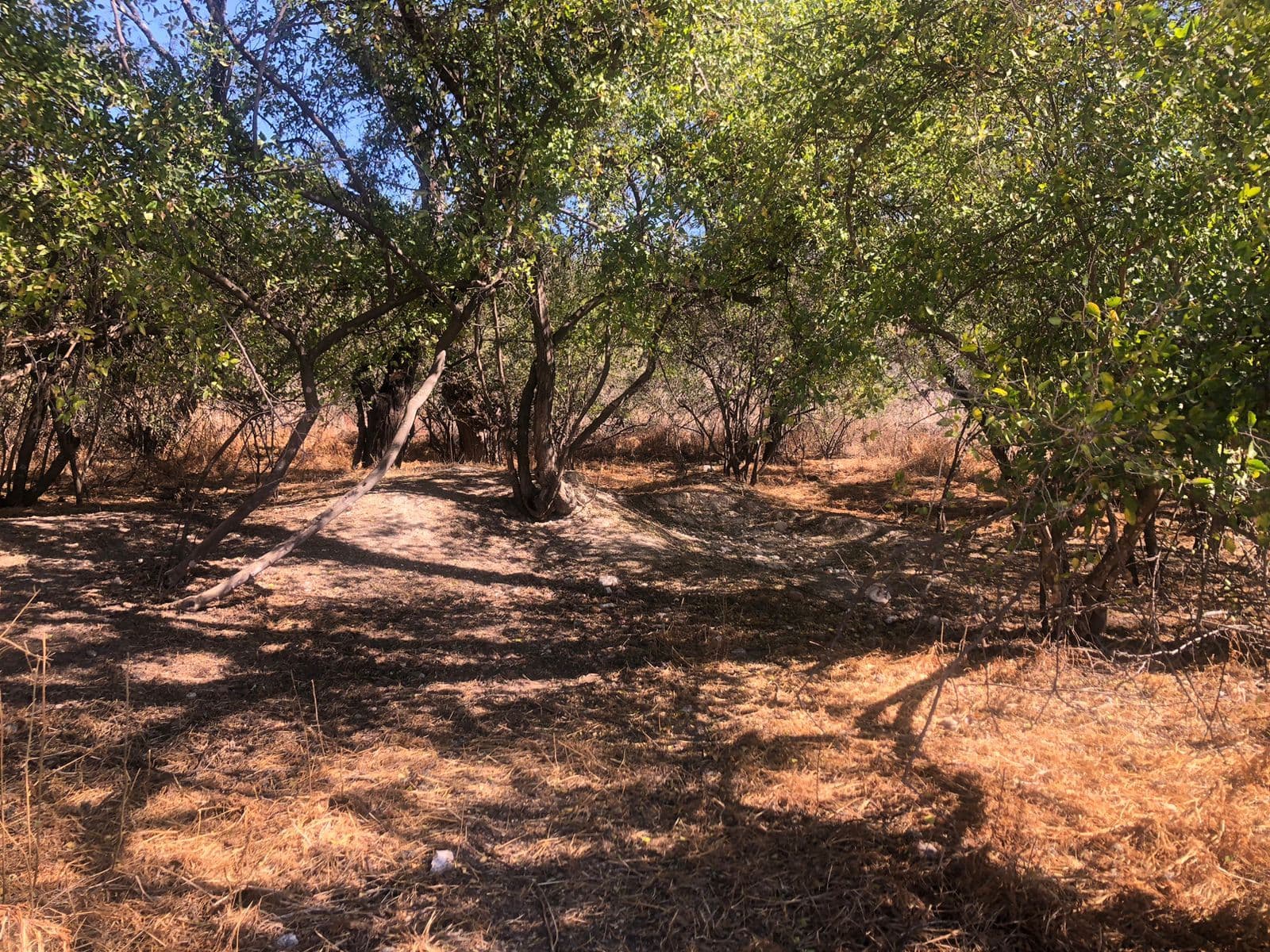 Lote Levy — photo 4 of 10