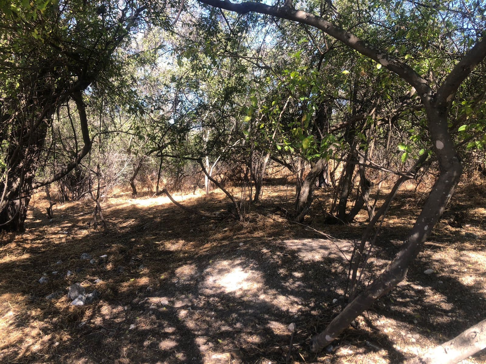 Lote Levy — photo 6 of 10