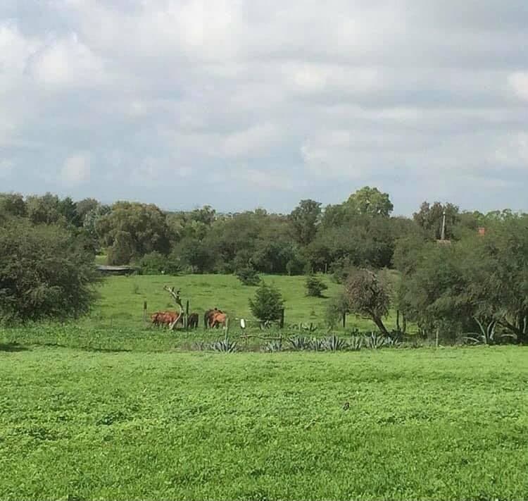 LOTE RANCHO NUEVO — photo 9 of 10
