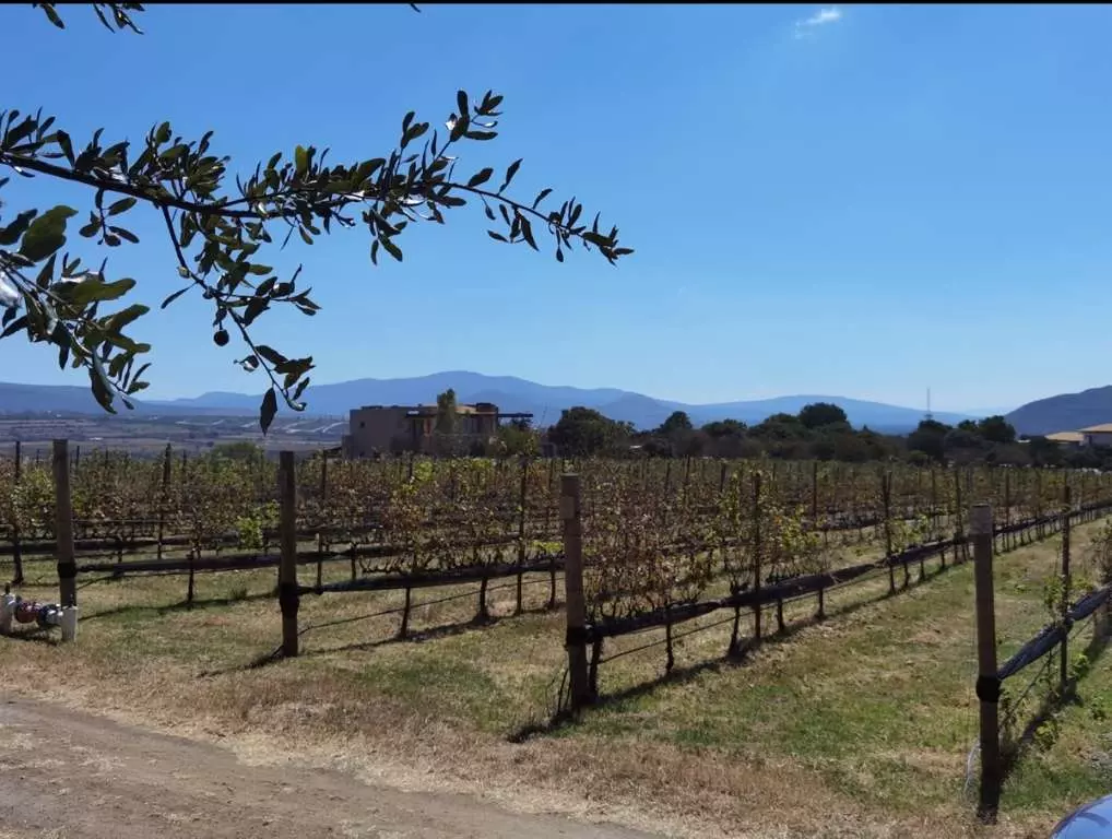 Viñedos San Miguel — photo 4 of 7