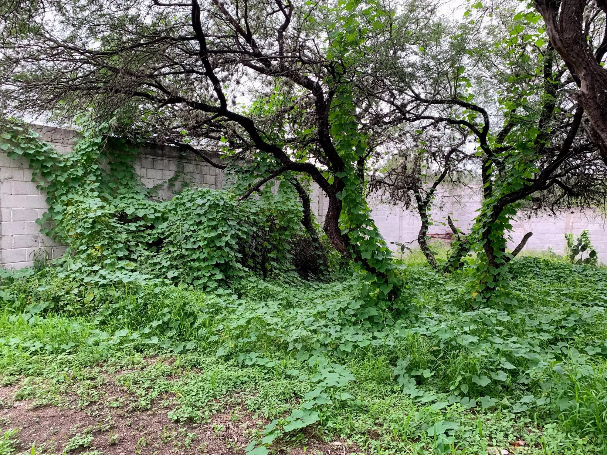 Lote Cieneguita Baños — photo 3 of 10