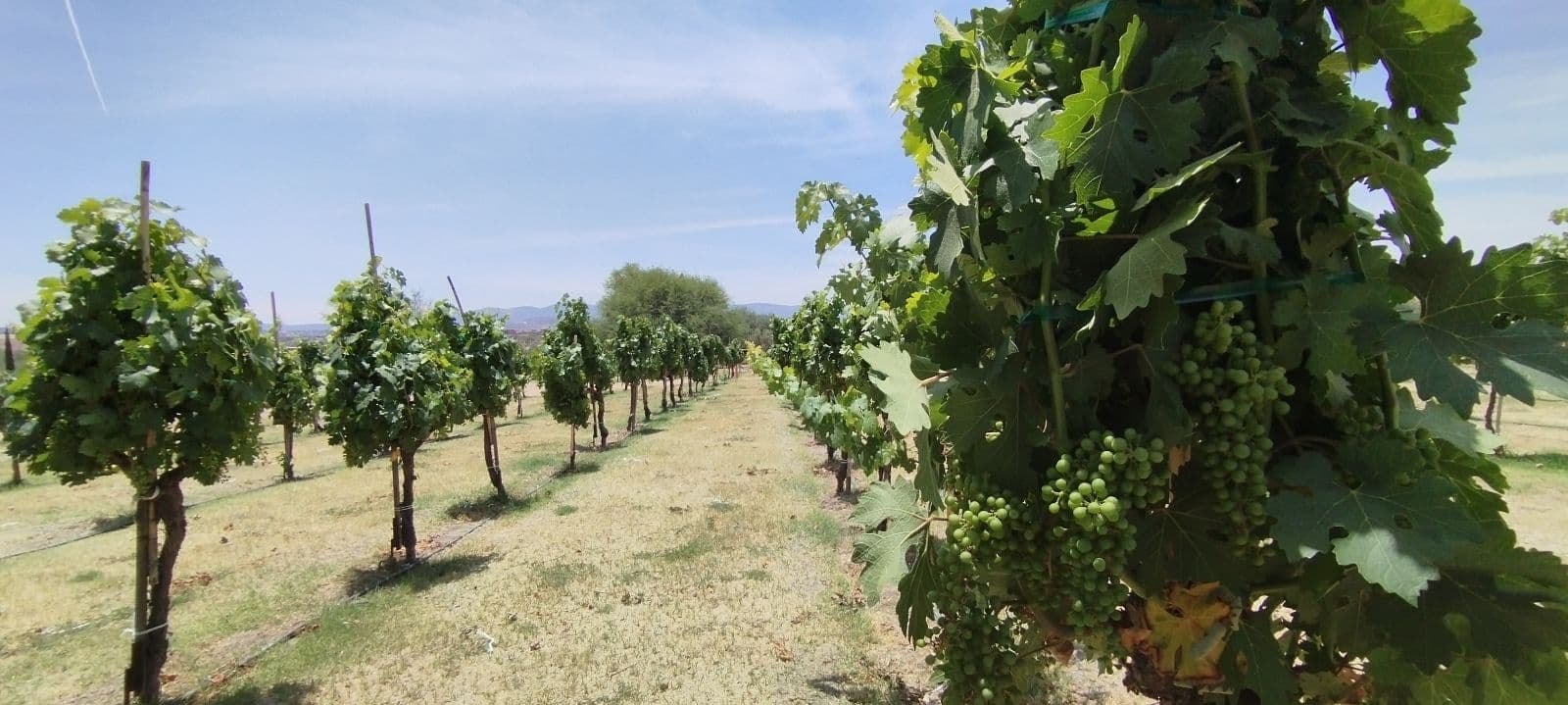 L 4 VIÑEDOS DE LOS SENDEROS — photo 5 of 5