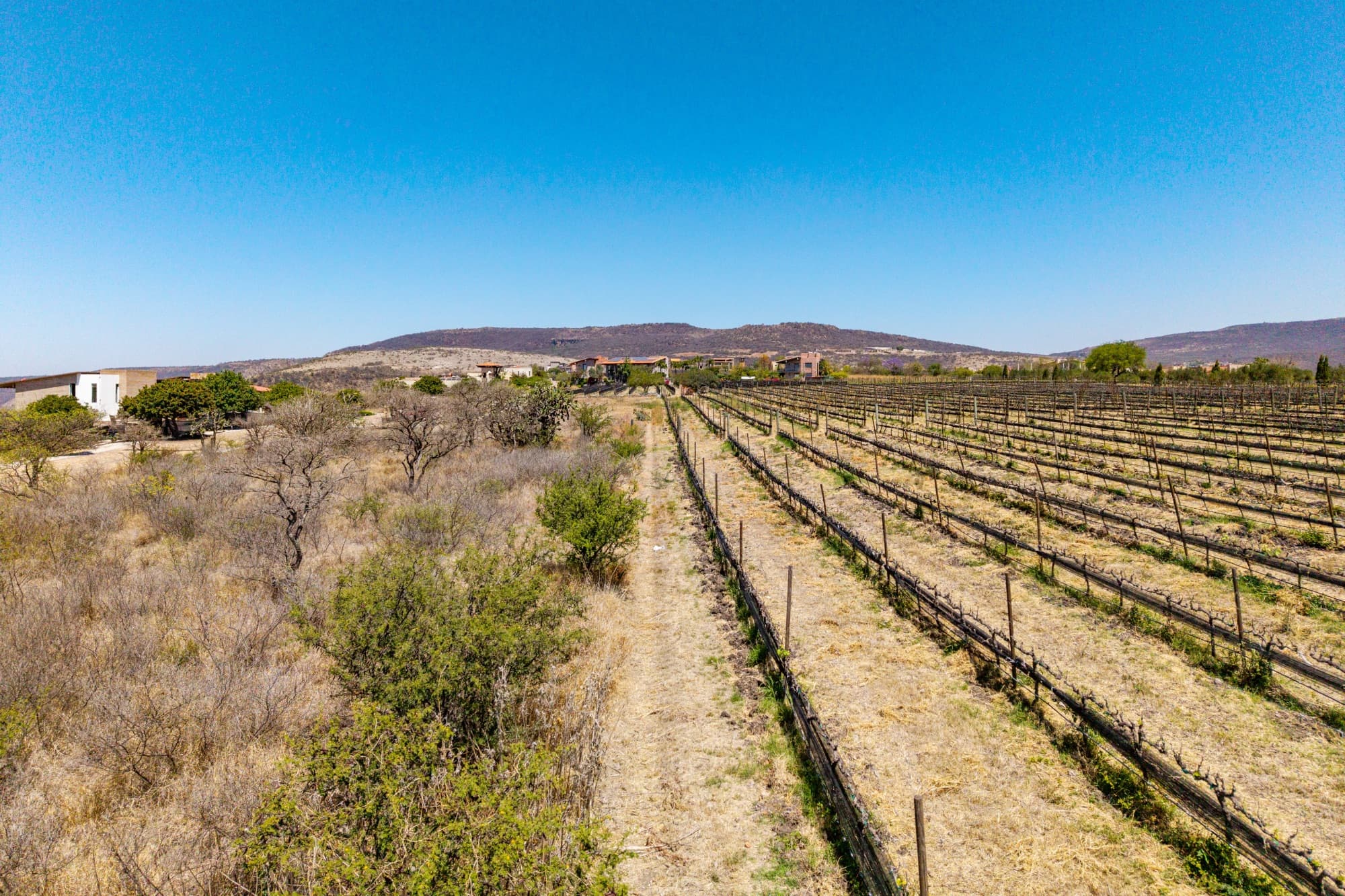Lote Viñedo San Miguel — photo 10 of 10