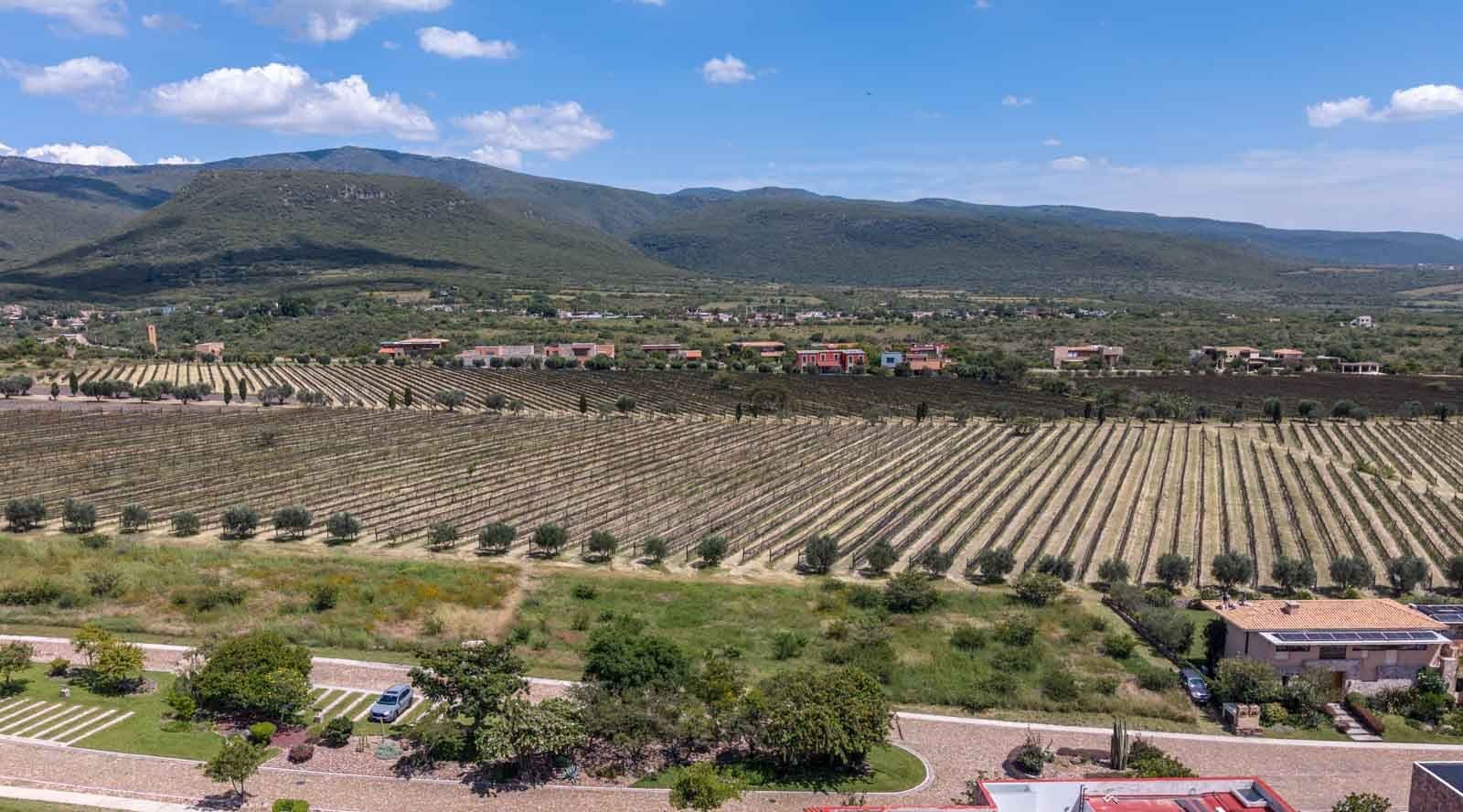 Viñedo San Miguel Lot — photo 10 of 10