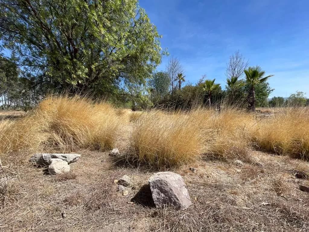 Las Fincas — photo 2 of 9