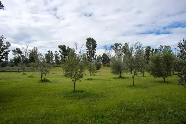 Lote Santa Lucia — photo 6 of 6