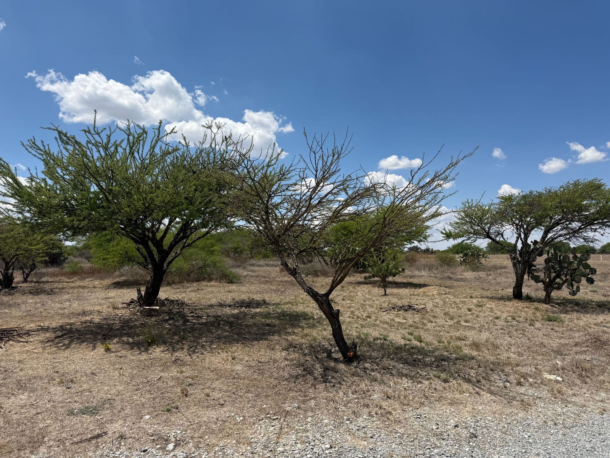 VENTA 8.8 HA CAMINO A DOLORES HIDALGO — photo 4 of 8