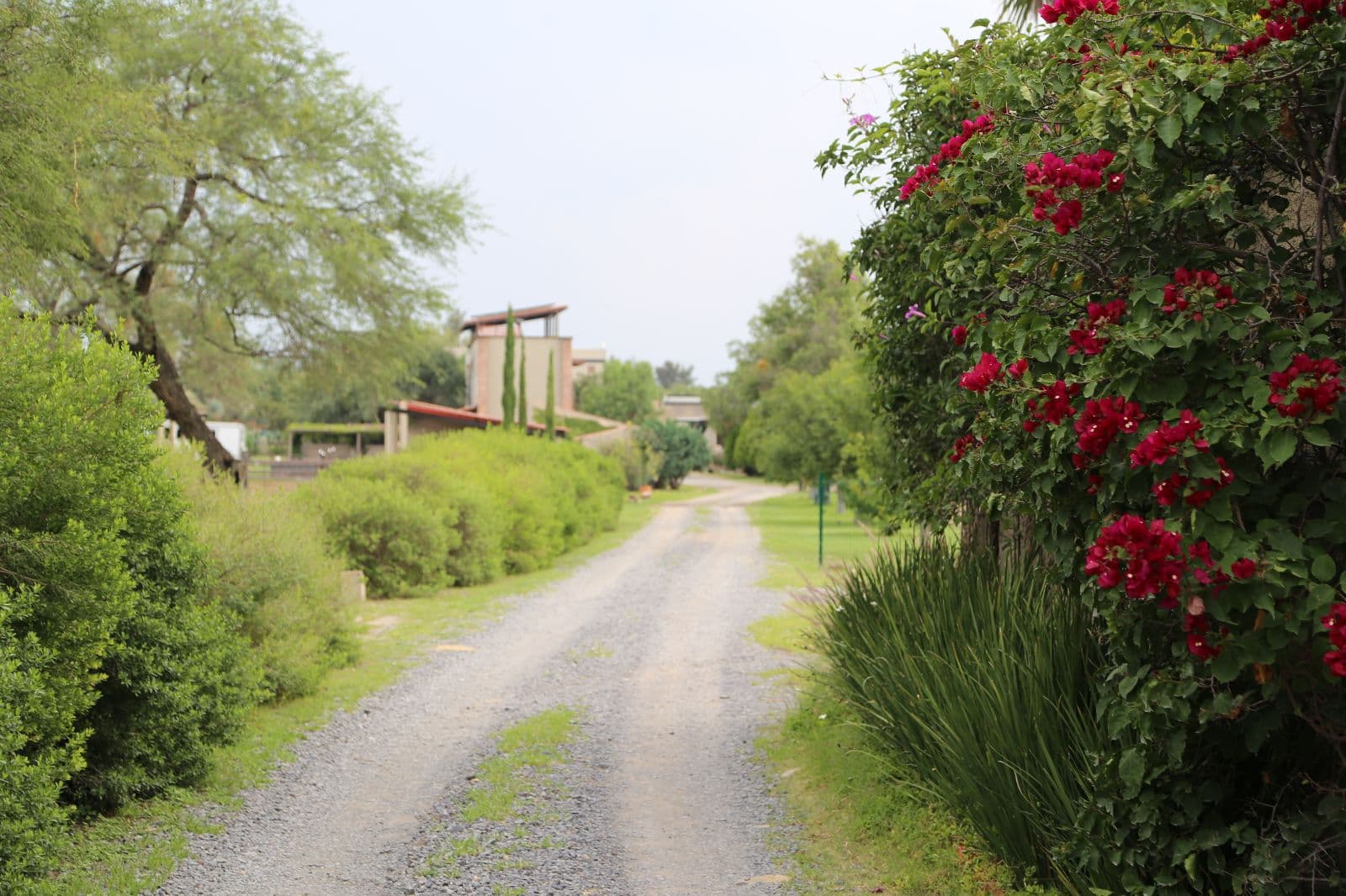 Lote Granja Las Ánimas — photo 8 of 9