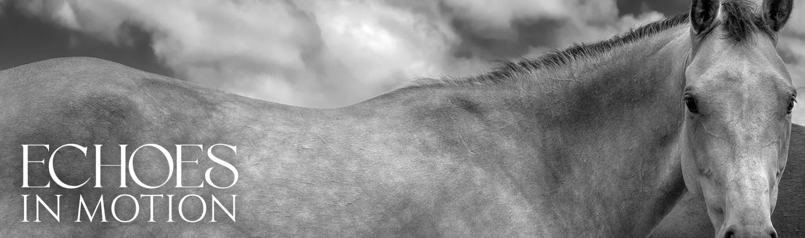 Echoes in Motion — fine art photography of the region's wild horses